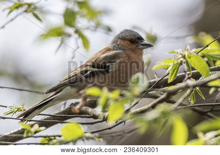 Finch Fringilla Coelebs Bird On Tree
