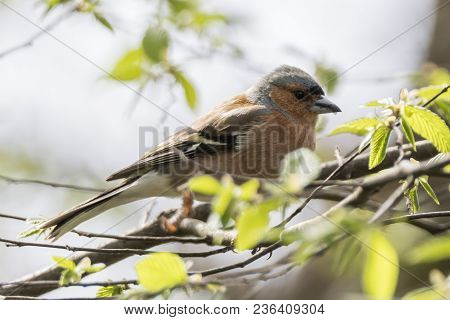 Finch Fringilla Coelebs Bird On Tree
