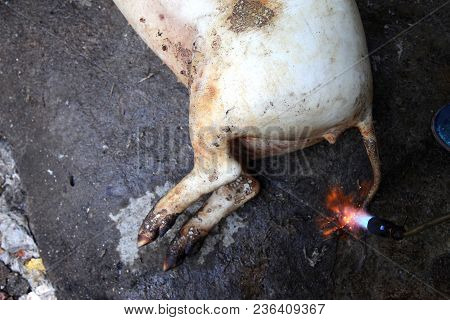 Burned Hair Cleaning On A Slaughter Pig In A Rural Area