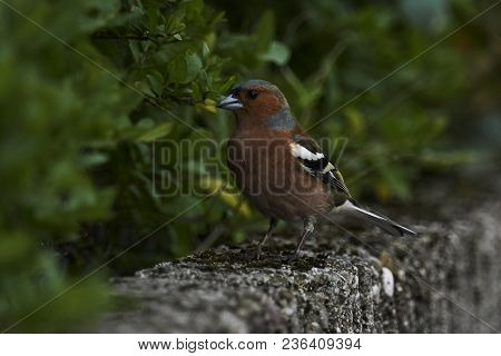 Finch Fringilla Coelebs Bird On Tree
