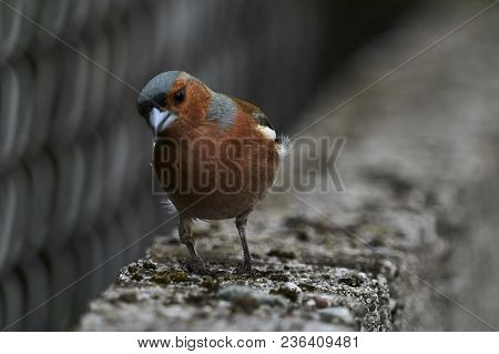 Finch Fringilla Coelebs Bird On Tree