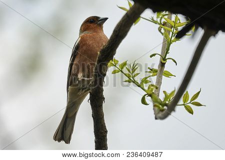 Finch Fringilla Coelebs Bird On Tree