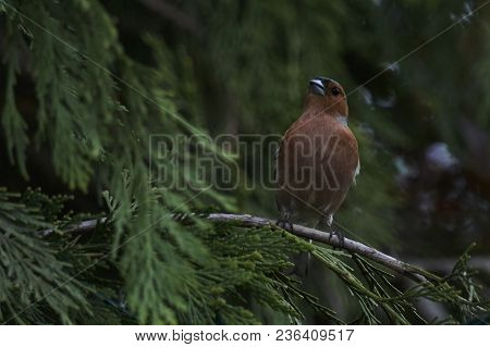 Finch Fringilla Coelebs Bird On Tree