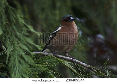 Finch Fringilla Coelebs Bird On Tree