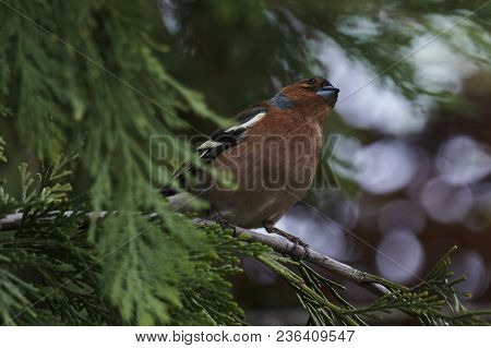 Finch Fringilla Coelebs Bird On Tree