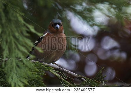 Finch Fringilla Coelebs Bird On Tree