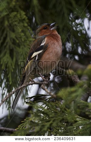 Finch Fringilla Coelebs Bird On Tree