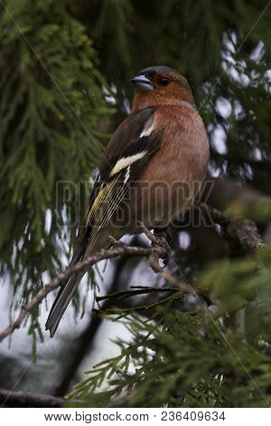 Finch Fringilla Coelebs Bird On Tree
