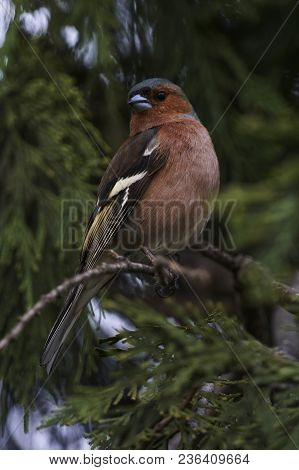 Finch Fringilla Coelebs Bird On Tree