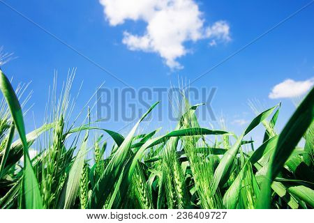 Photo From Below Green Wheat Ears Against The Blue Sky With A Bright Summer Sun. Photo Close-up From