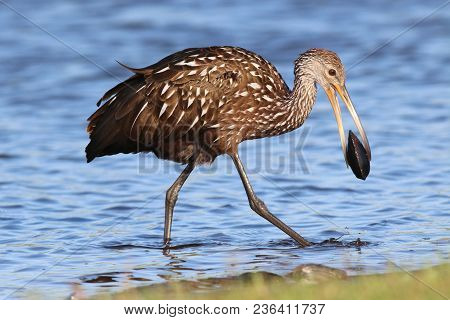 A Limpkin, Aramus Guarauna Searches For Mussels In A Florida Bay