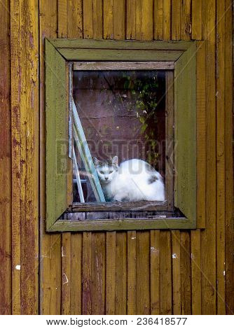 Sad Lonely Cat Looking Trough The Window