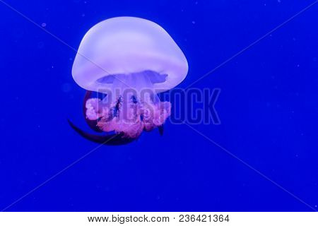 Beautiful Jellyfish Float In The Tanks Of An Aquarium In Valencia