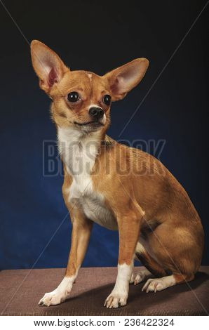 Chihuahualittle Dog Breed Hua Hua Tea Dark Grey Blue Background