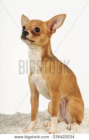 Chihuahualittle Dog Breed Hua Hua Tea Light White Background