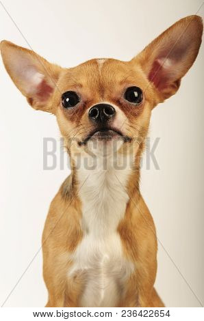 Chihuahualittle Dog Breed Hua Hua Tea Light White Background