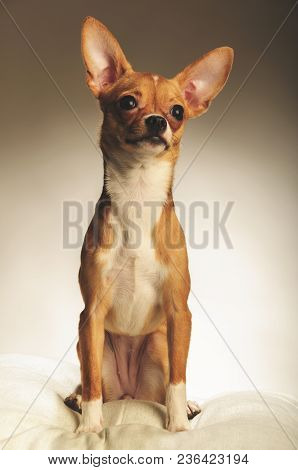 Chihuahualittle Dog Breed Hua Hua Tea Light White Background