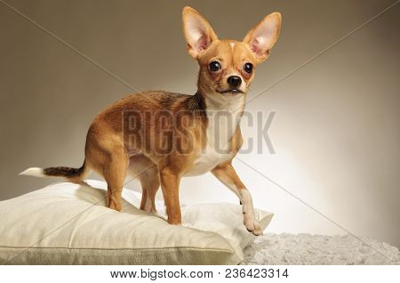 Chihuahualittle Dog Breed Hua Hua Tea Light White Background