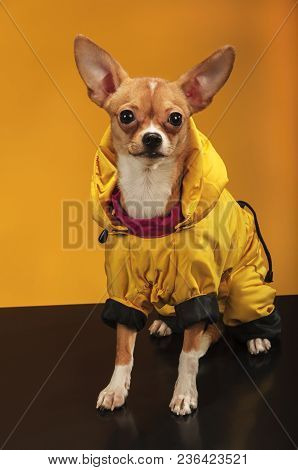 Chihuahualittle Dog Breed Hua Hua Tea Yellow Background In Yellow Clothes