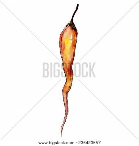 Pepper Wild Vegetables In A Watercolor Style Isolated. Full Name Of The Vegetables: Pepper . Aquarel