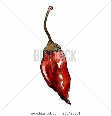 Pepper Wild Vegetables In A Watercolor Style Isolated. Full Name Of The Vegetables: Pepper . Aquarel