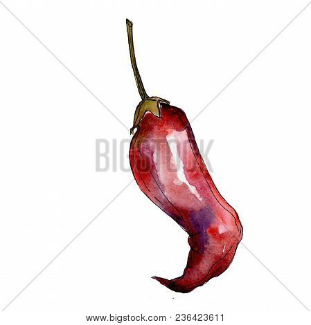 Pepper Wild Vegetables In A Watercolor Style Isolated. Full Name Of The Vegetables: Pepper . Aquarel