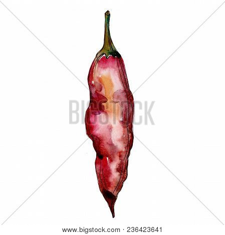Pepper Wild Vegetables In A Watercolor Style Isolated. Full Name Of The Vegetables: Pepper . Aquarel