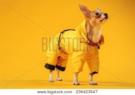 Chihuahualittle Dog Breed Hua Hua Tea Yellow Background In Yellow Clothes