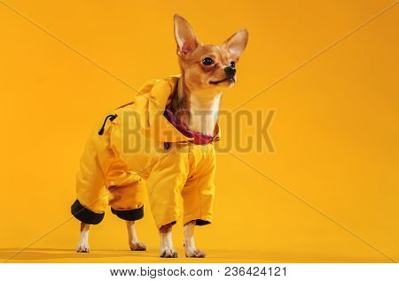 Chihuahualittle Dog Breed Hua Hua Tea Yellow Background In Yellow Clothes