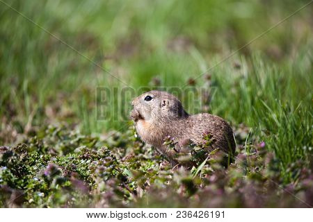 cute ground squirrel portrait