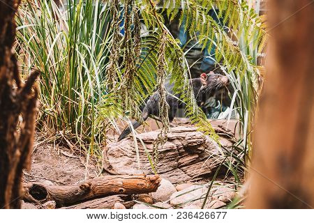 Tasmanian Devil Running In The Wild Among Trees And Bushes.