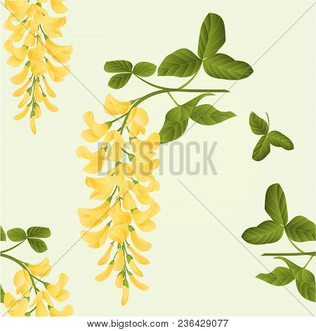 Seamless Texture Laburnum Branch Decorative Shrub Nature Background Vector Illustration Editable Han