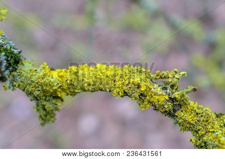 Yellow Lichen Growing On A Twig In Woodland, With Diffused Background.