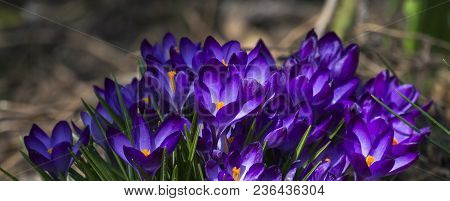 Blue Spring Flowers. Blue Spring Crocuses (crocus Vernus)
