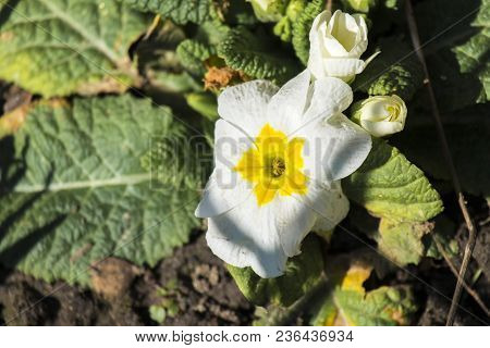 Acaulescent Spring White Primrose Flower (primula Acaulis)