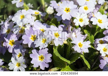 The White Spring Primrose Flowers (primula Vulgaris)