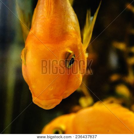 Beautiful Fish In The Aquarium,goldfish, Aquarium, A Fish On The Background Of Aquatic Plants