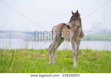 Przewalski Horses In The Flood Plains Of The Waal River In The Netherlands