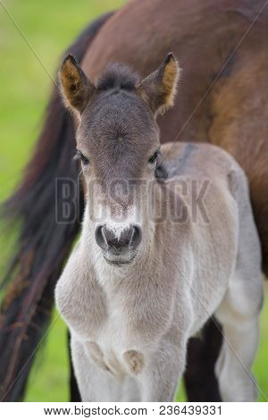 Przewalski Horses In The Flood Plains Of The Waal River In The Netherlands
