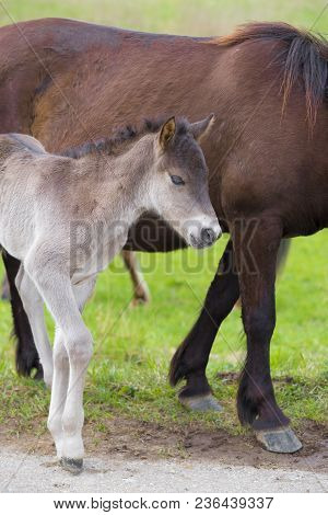 Przewalski Horses In The Flood Plains Of The Waal River In The Netherlands