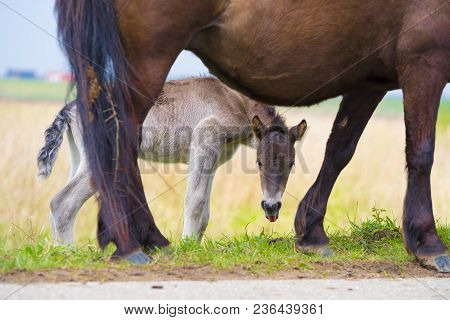Przewalski Horses In The Flood Plains Of The Waal River In The Netherlands