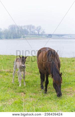 Przewalski Horses In The Flood Plains Of The Waal River In The Netherlands