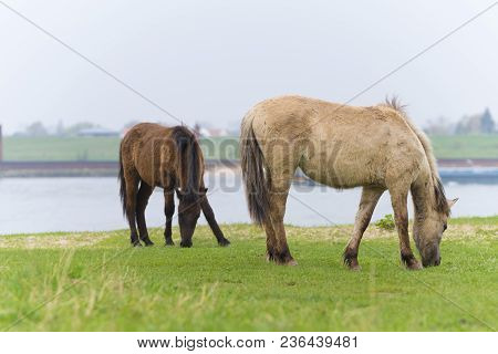 Przewalski Horses In The Flood Plains Of The Waal River In The Netherlands