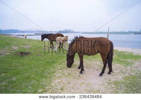 Przewalski Horses In The Flood Plains Of The Waal River In The Netherlands