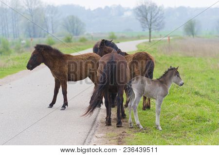 Przewalski Horses In The Flood Plains Of The Waal River In The Netherlands