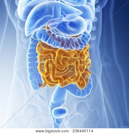 3d rendered medically accurate illustration of the small intestine