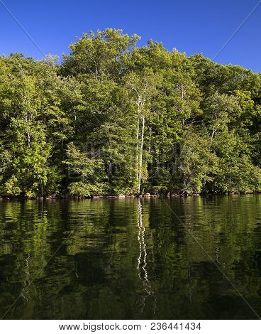 Wavy Reflection Of Birch Tree In Ripples Of Squam Lake, Nh