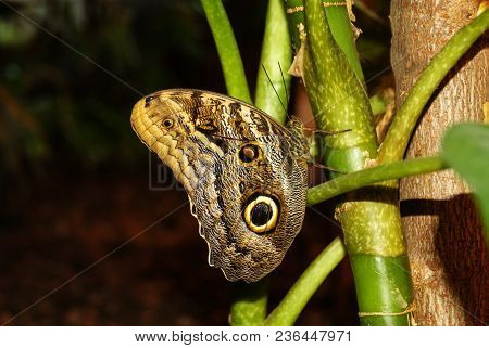 Butterfly Caligo Memnon (giant Owl Or Pale Owl) On A Stalk Of A Tropical Plant On A Dark Background