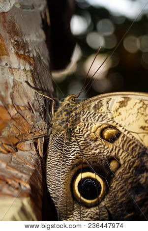 Butterfly Caligo Memnon (giant Owl Or Pale Owl) On A Tree Trunk On A Dark Background Closeup