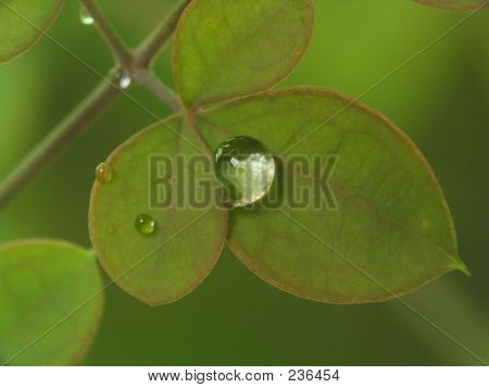 Leafstock에 빗방울